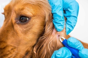 KONYA Parazit Tedavisi