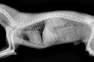 KONYA Röntgen ve Laboratuvar Testleri